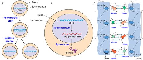 Передача генетической информации и здоровья