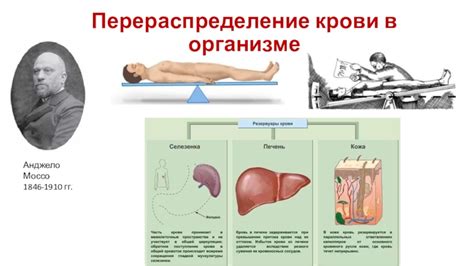 Перераспределение крови в организме