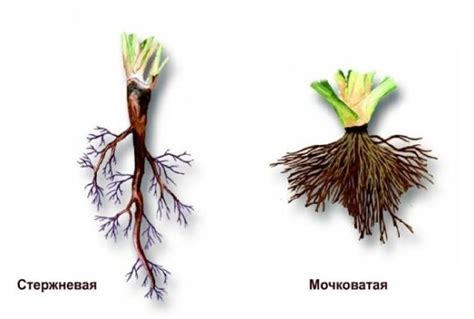 Переувлажненность корневой системы