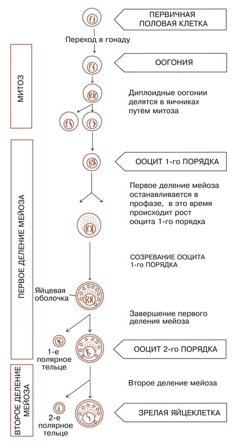 Периоды опохмеления