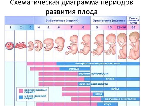 Период выхода плода