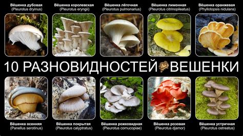 Персонализация внешнего вида грибов
