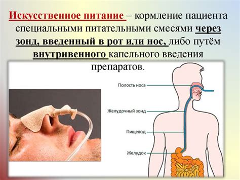 Питание и кормление