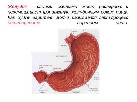 Питание и особенности пищеварения