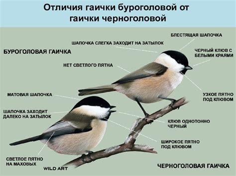 Питание и поведение птиц этого вида