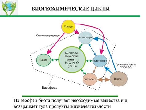 Питательные циклы и биогеохимические процессы