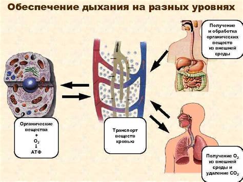 Плач и дыхание