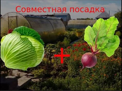 Плюсы и минусы зимней посадки свеклы