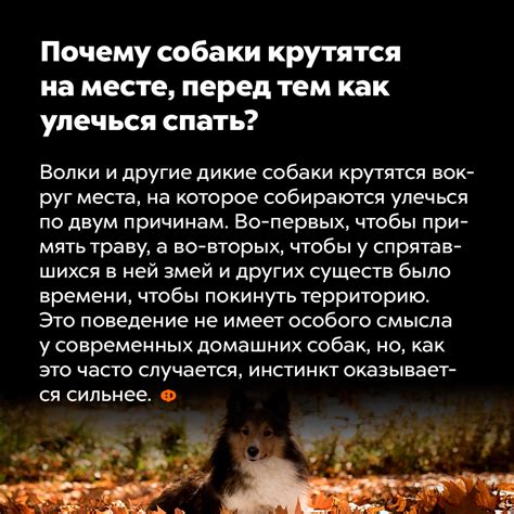 Поведение, которое не желательно у собаки