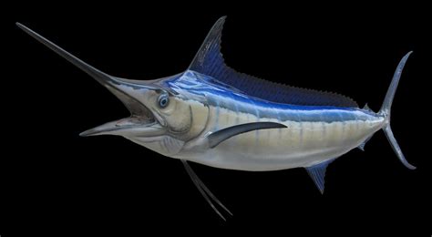Поведение и образ жизни рыб с длинным носом