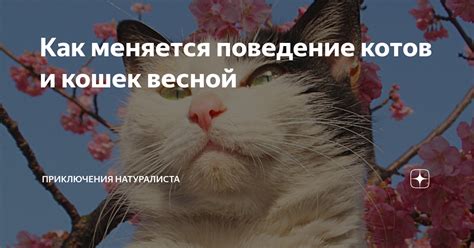 Поведение котов