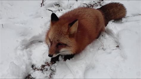 Поведение лисы и возможные угрозы