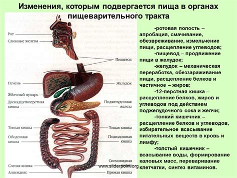 Повреждение пищеварительного тракта