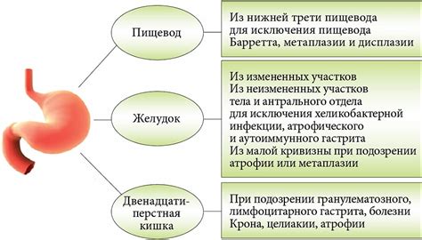 Повреждение пищевода и желудка