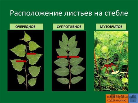 Повреждения стеблей и листьев