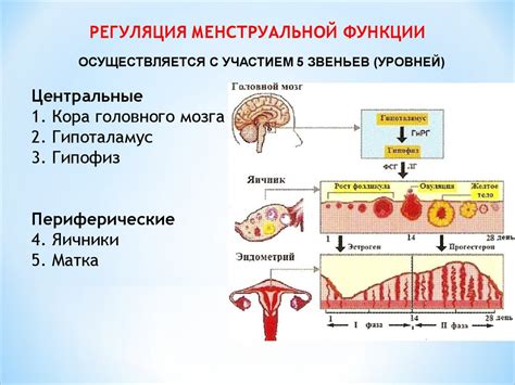 Повышение репродуктивной функции