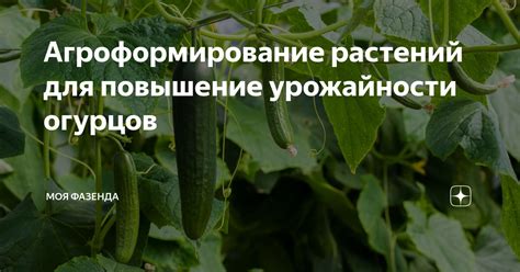 Повышение урожайности огурцов