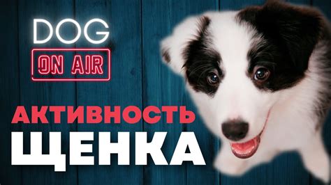 Повышенная активность щенка