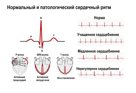 Повышенное сердцебиение и головокружение