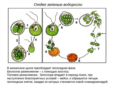 Подавление развития водорослей