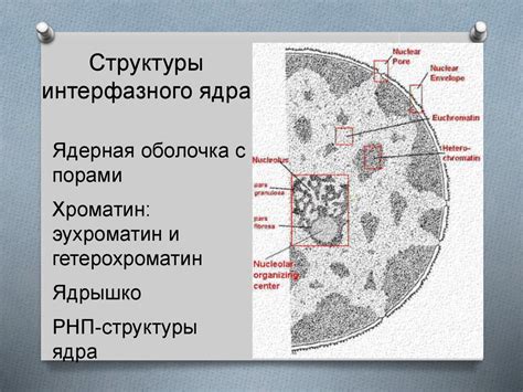 Подвижный цитоплазматический псевдопод