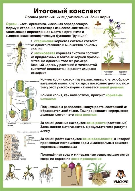 Подготовка растения