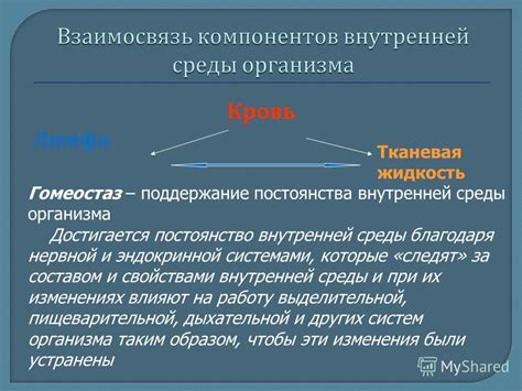 Поддержание гармонии внутренней среды организма