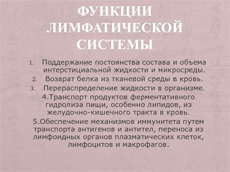 Поддержание здоровья лимфатической системы