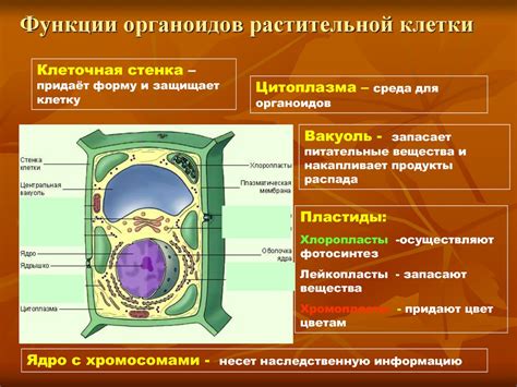 Поддержание формы растения