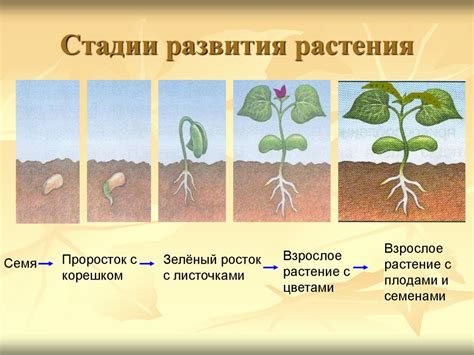 Подкормка в зависимости от стадии роста