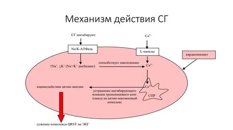 Показания к применению сердечных гликозидов