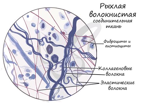 Покраснение и отечность соединительной ткани