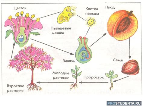 Покрытосеменные растения: отличия и особенности