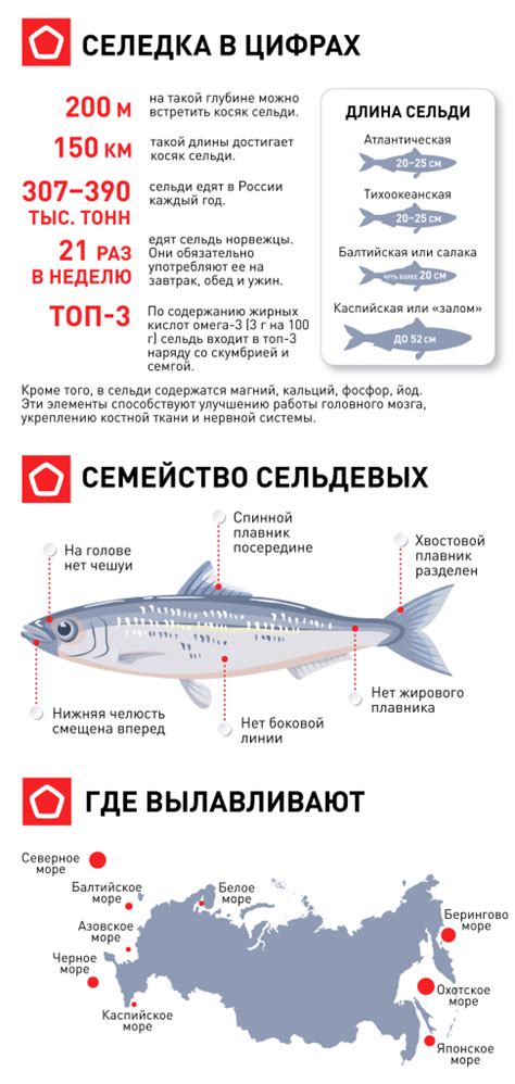 Полезные свойства и гастрономические качества сельди тихоокеанской