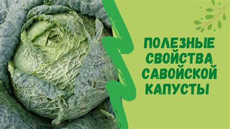 Полезные свойства самой вкусной савойской капусты