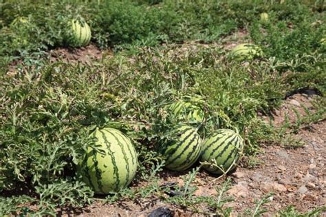 Полив и удобрение арбузов в условиях Сибири