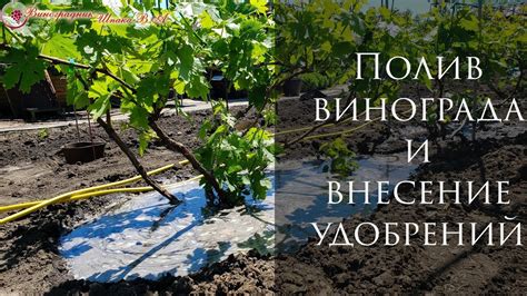 Полив и удобрение виноградных кустов