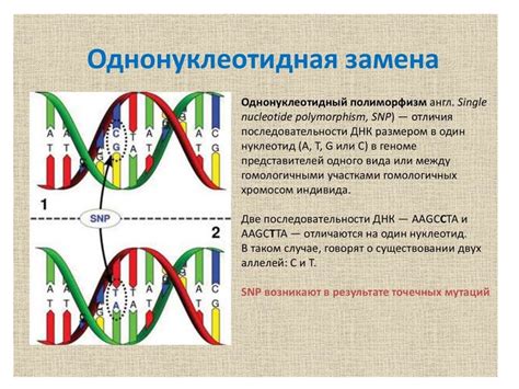 Полиморфизм генов цветовосприятия