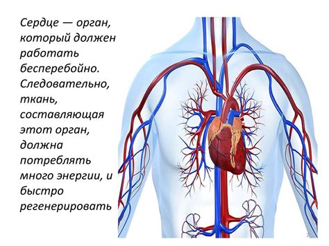 Положение тела и сердечная активность