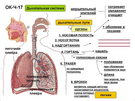 Польза для дыхательной системы