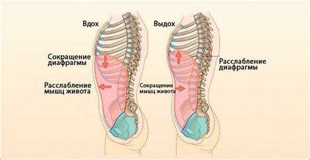 Польза лечебного лежания животом