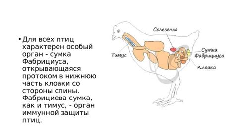 Польза со стороны птиц