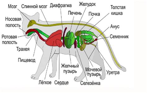 Понимание особенностей строения тела животного