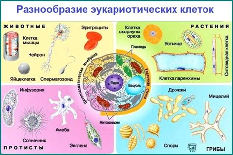 Понимание структуры и функций живых существ