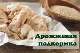 Популярные рецепты без лука и чеснока