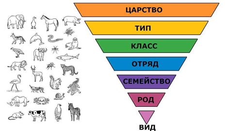 Порядок в биологии