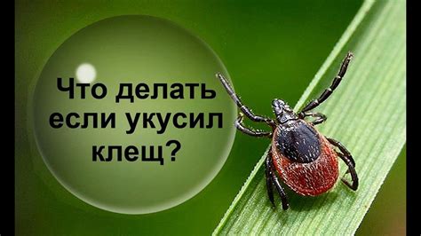 После удаления клеща