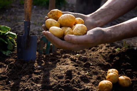 После урожая картофеля: новые посадки овощей в июле