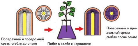 Постановка стебля в воду