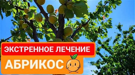 Построение графика созревания плодов: